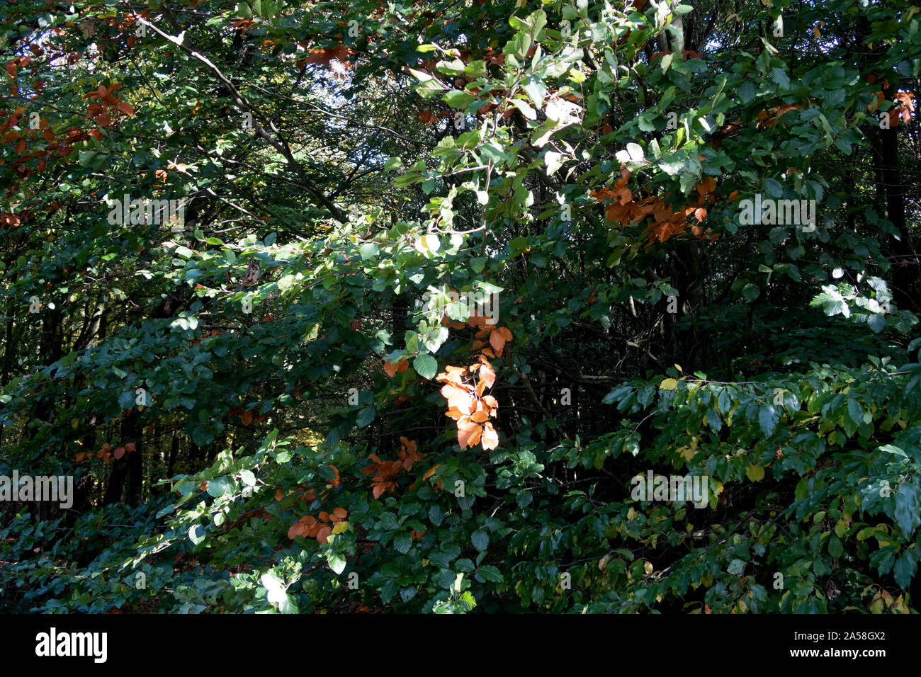 Naturaleza y paisaje otoñal de geeste en el distrito de Emsland, Alemania Foto de stock