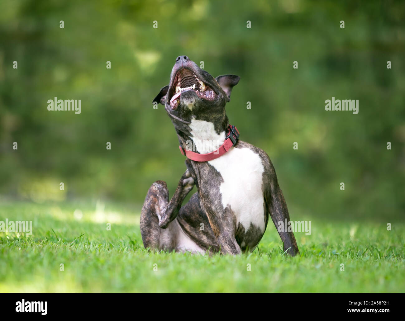 Un atigrado y blanco Pit Bull Terrier perro de raza mixta sentados afuera y arañazos en su cuello Foto de stock