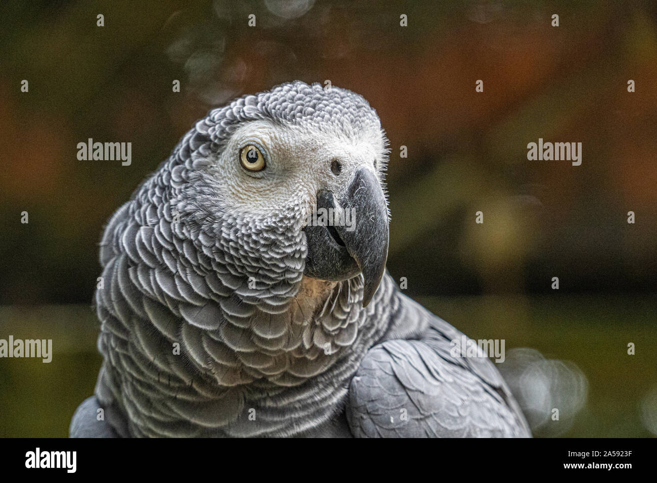 Ángulo de visión baja cerca del loro gris africano gris mostrando plumaje cabeza ojos plumas y pico Foto de stock