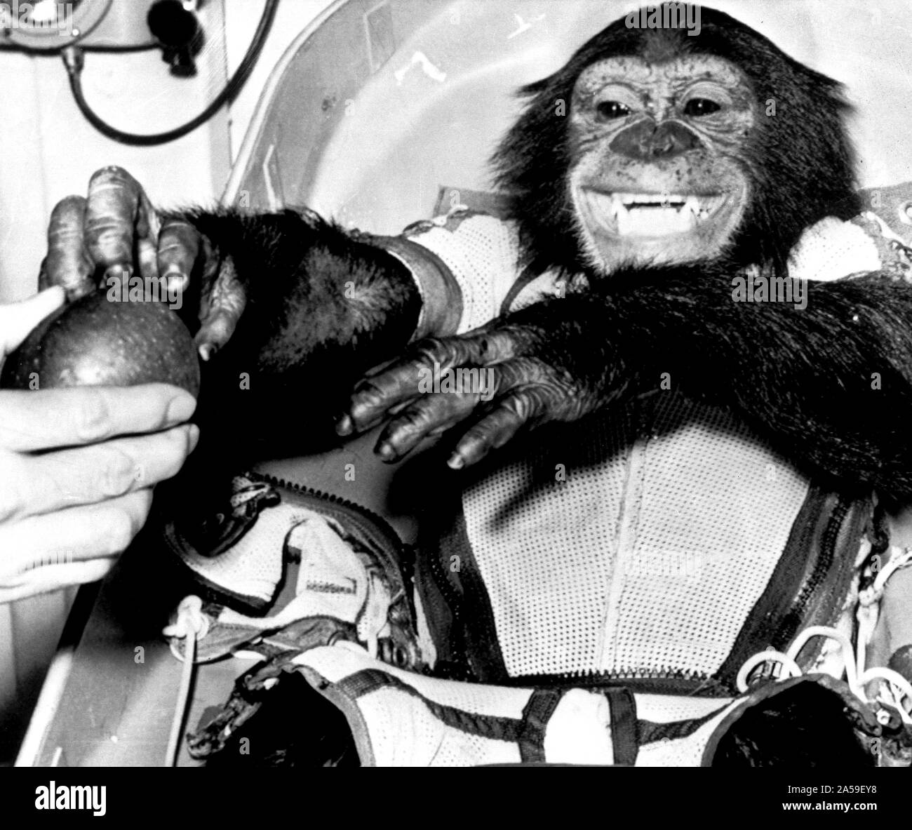 (31 Ene 1961) --- el acercamiento del chimpancé "Jamón", el vivir sujeto de prueba para la Mercury-Redstone 2 (MR-2) prueba de vuelo, tras su exitosa recuperación desde el Atlántico. Foto de stock