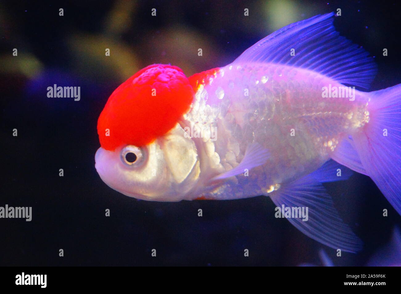 Goldfish Cabeza De Leon Rojo En El Aquarium Fotografia De Stock Alamy Goldfish Cabeza De Leon Rojo En El Aquarium Fotografia De Stock Alamy
