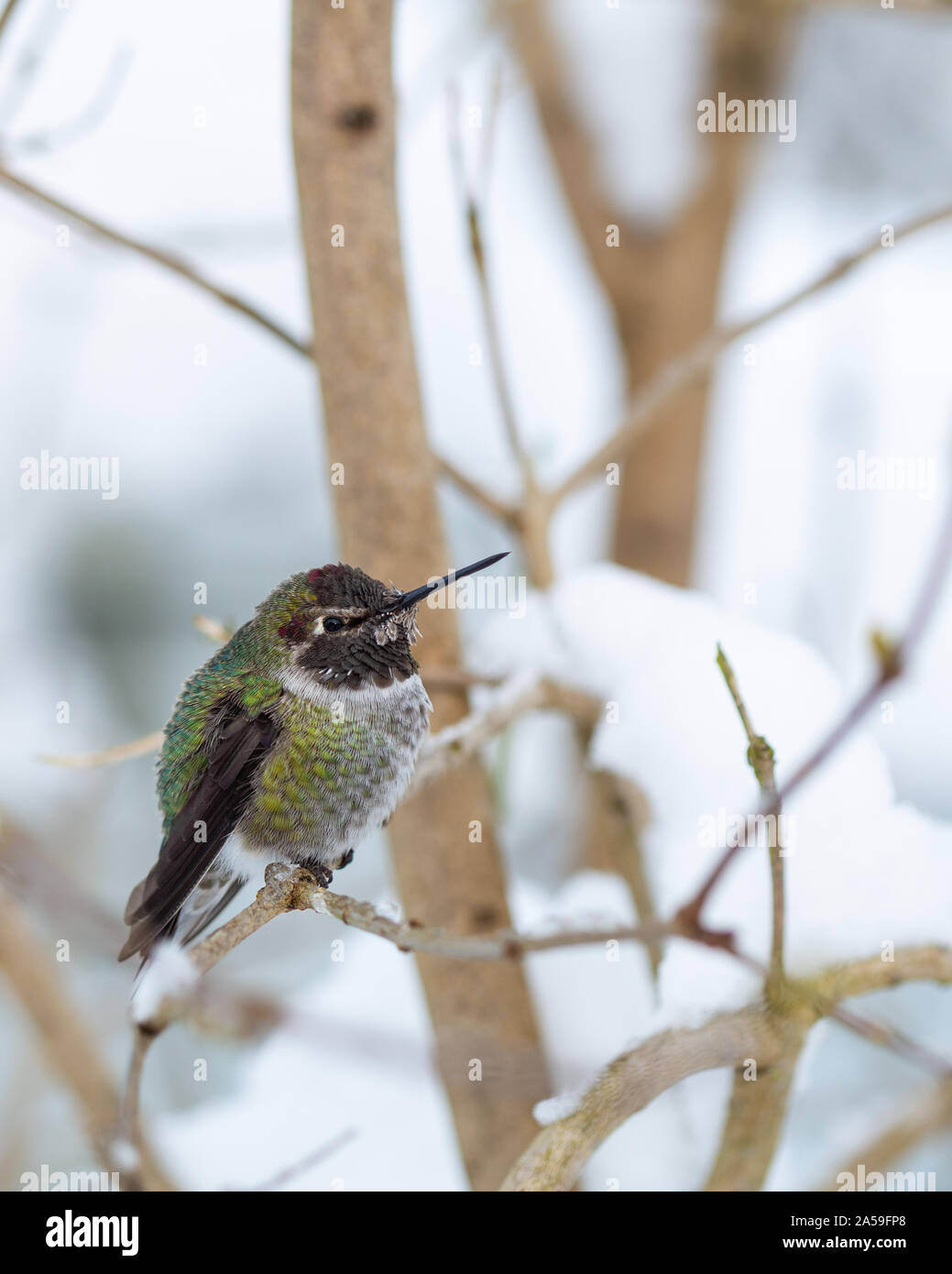 Colibrí de invierno fotografías e imágenes de alta resolución - Alamy