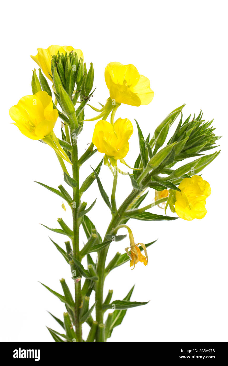 Plantas curativas: onagra (Oenothera biennis) sobre fondo blanco. Foto de stock