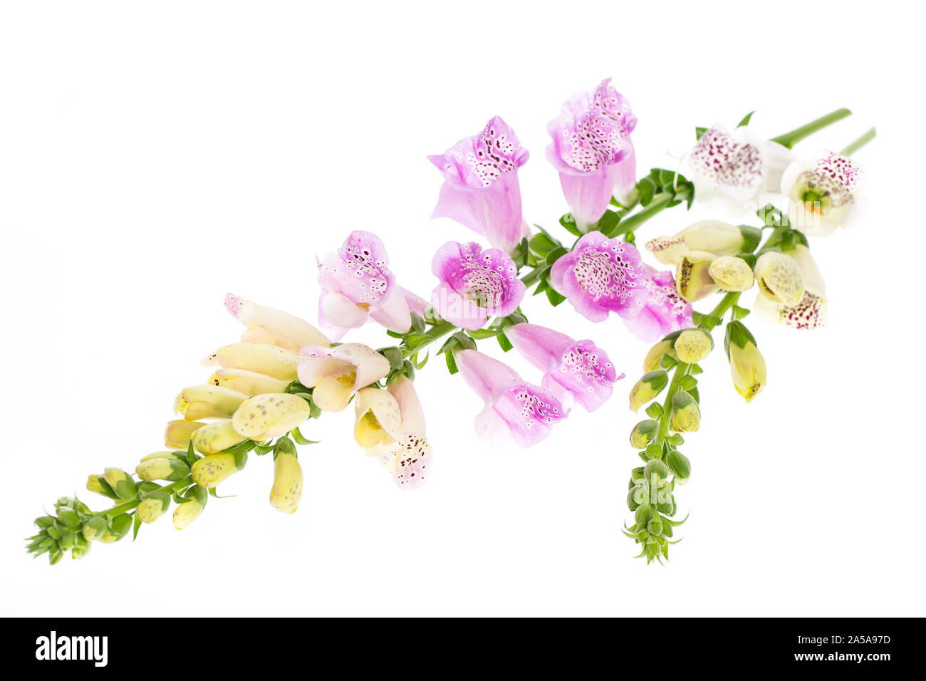 Plantas curativas: Digital (Digitalis purpurea) - tumbado sobre fondo blanco. Foto de stock