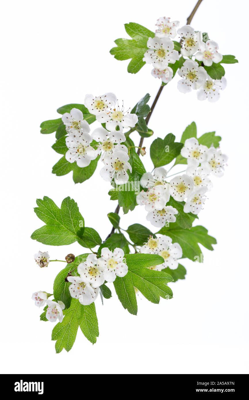 Plantas medicinales: espino albar (Crataegus monogyna) rama con flores sobre un fondo blanco. Foto de stock