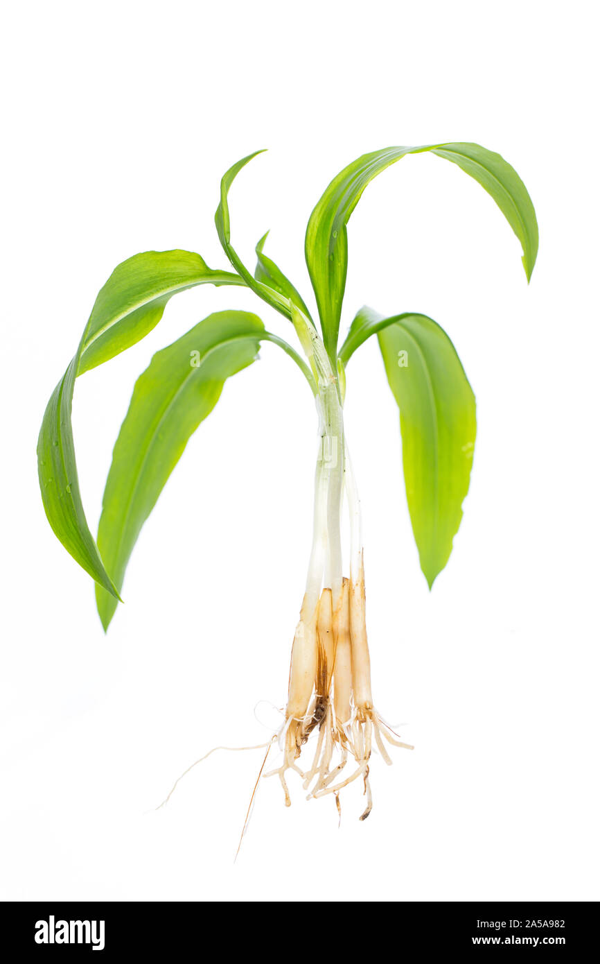 Plantas curativas: Ramsons (Allium ursinum) toda la planta delante de un fondo blanco Foto de stock