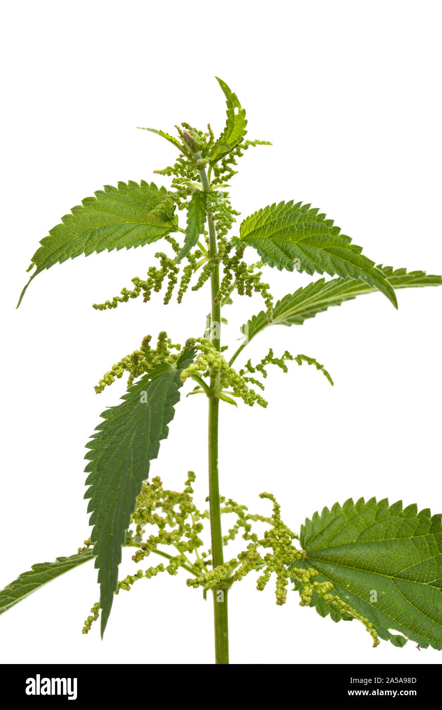 Plantas medicinales: ortiga (Urtica dioica) Planta aislado sobre fondo blanco. Foto de stock