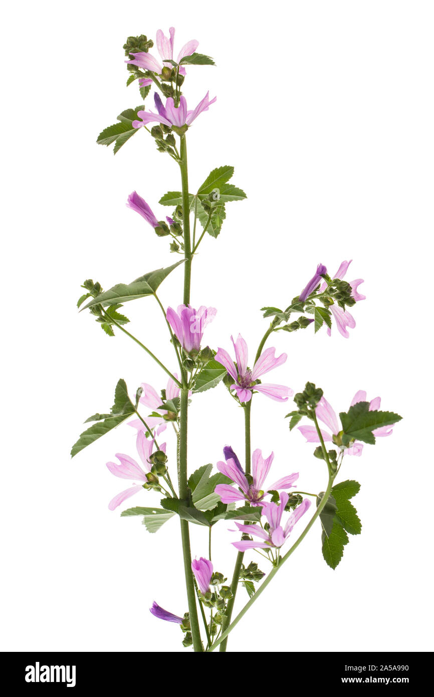 Malva (Malva sylvestris) planta contra el fondo blanco. Foto de stock