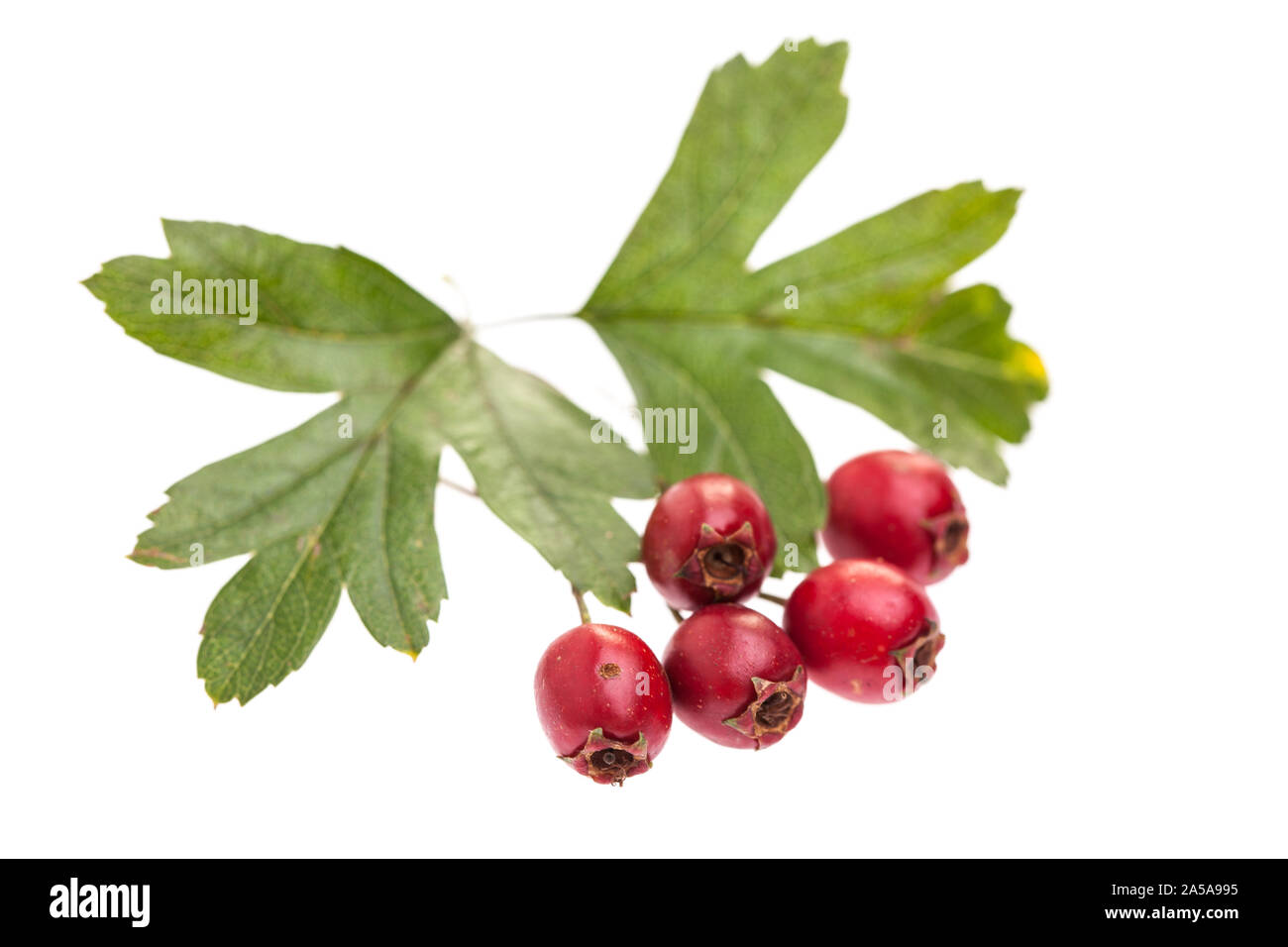 Plantas medicinales: (Crataegus monogyna Crataegus monogyna) con frutos rojos sobre fondo blanco. Foto de stock
