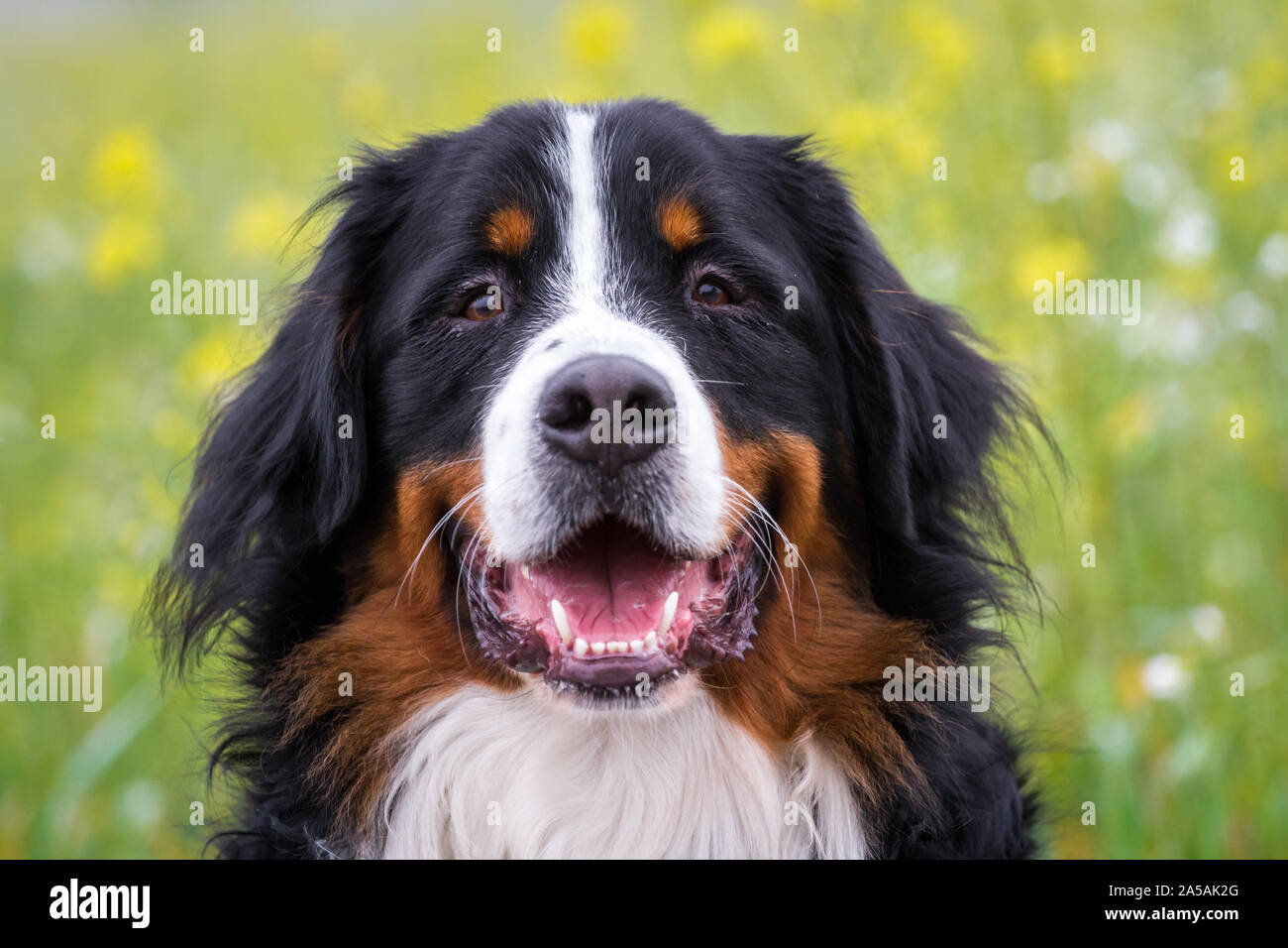 Retrato de un Perro San Bernardo (Berner Appenzell) Foto de stock