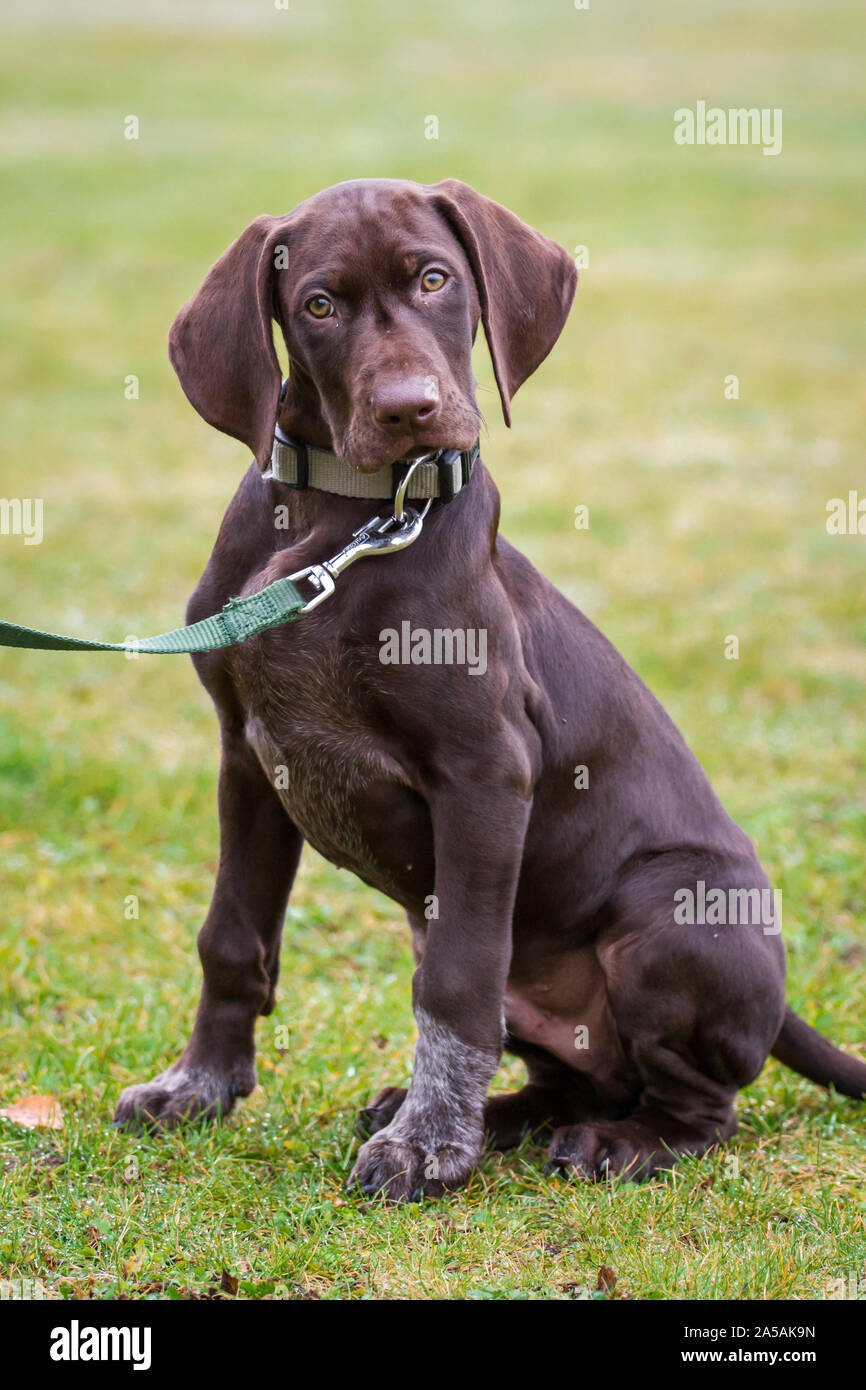 Braco Alemán cachorro sentarse, con correa y collar Fotografía de stock -  Alamy