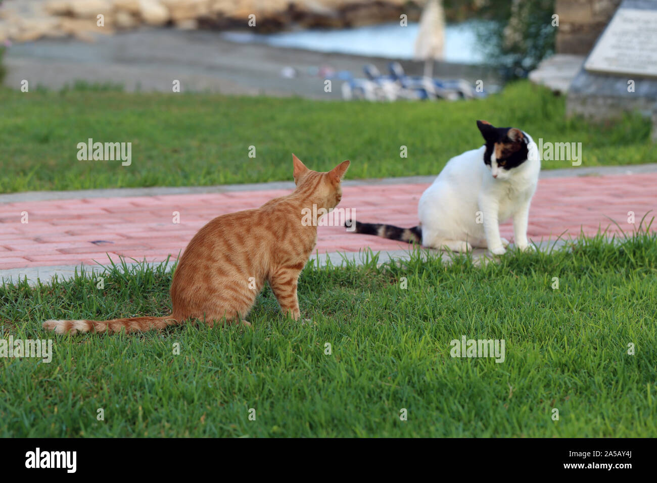 Los gatos adultos silvestres que viven en Chipre. Lindo, suave y peludo gatos, uno naranja rayas multicolores de uno y otro. Estos gatos están explorando la zona. Foto de stock