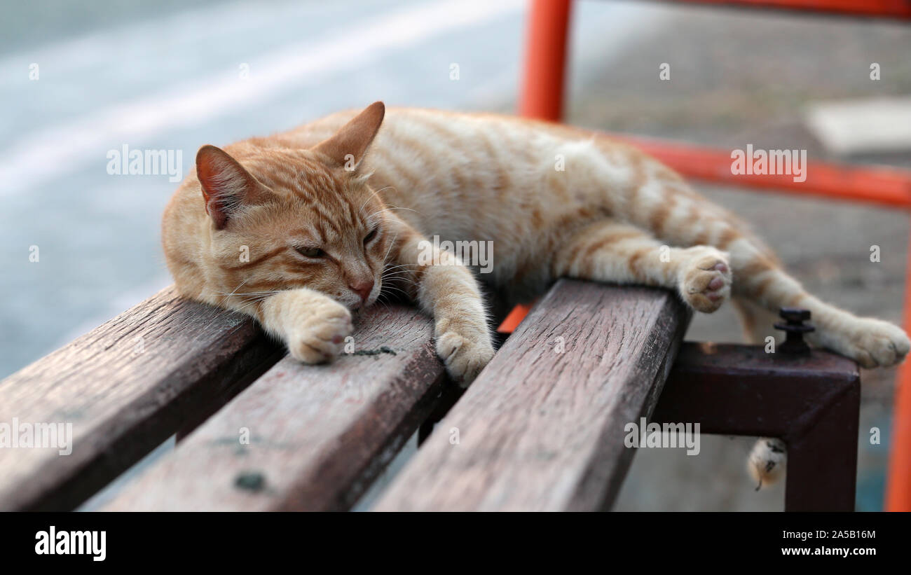 Lindo gato montés fotografiado en la isla de Chipre. Mullidas, peludo animal. Este es un gato a rayas naranja / color marrón y está sentando sobre un banco. Foto de stock