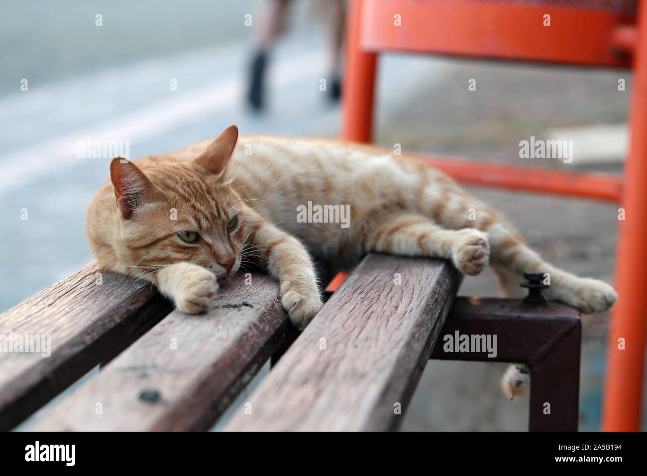 Lindo gato montés fotografiado en la isla de Chipre. Mullidas, peludo animal. Este es un gato a rayas naranja / color marrón y está sentando sobre un banco. Foto de stock