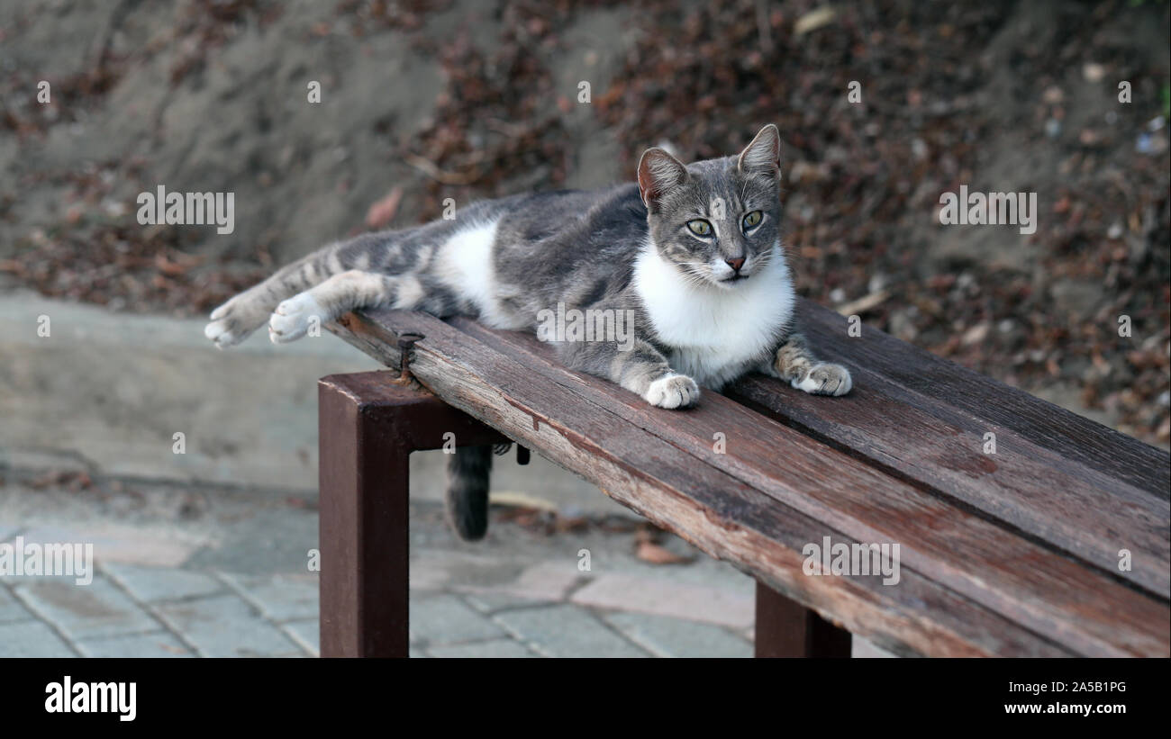 Para gatos adultos silvestres que viven en Chipre. Lindo, suave y peludo gato en colores: blanco, negro y gris. Este gato está sentando sobre un banco mirando alerta. Foto de stock