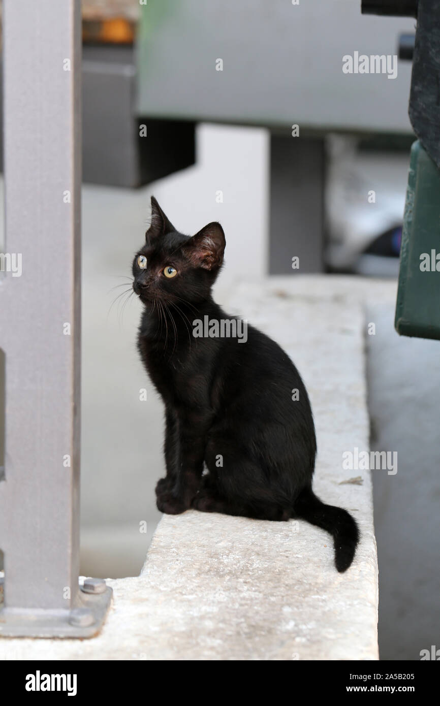 Furry black cat fotografías e imágenes de alta resolución - Alamy