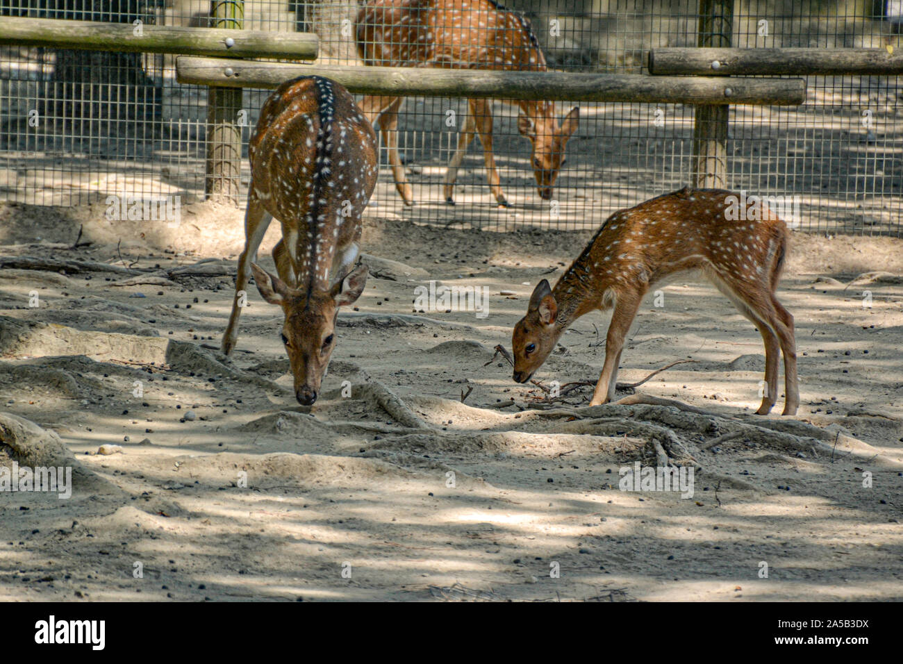 Rehe/deer im Zoo Punta Verde en Lignano (Italien) / Tierpark en Lignano / Sehenswürdigkeit en Lignano (Italien) Foto de stock