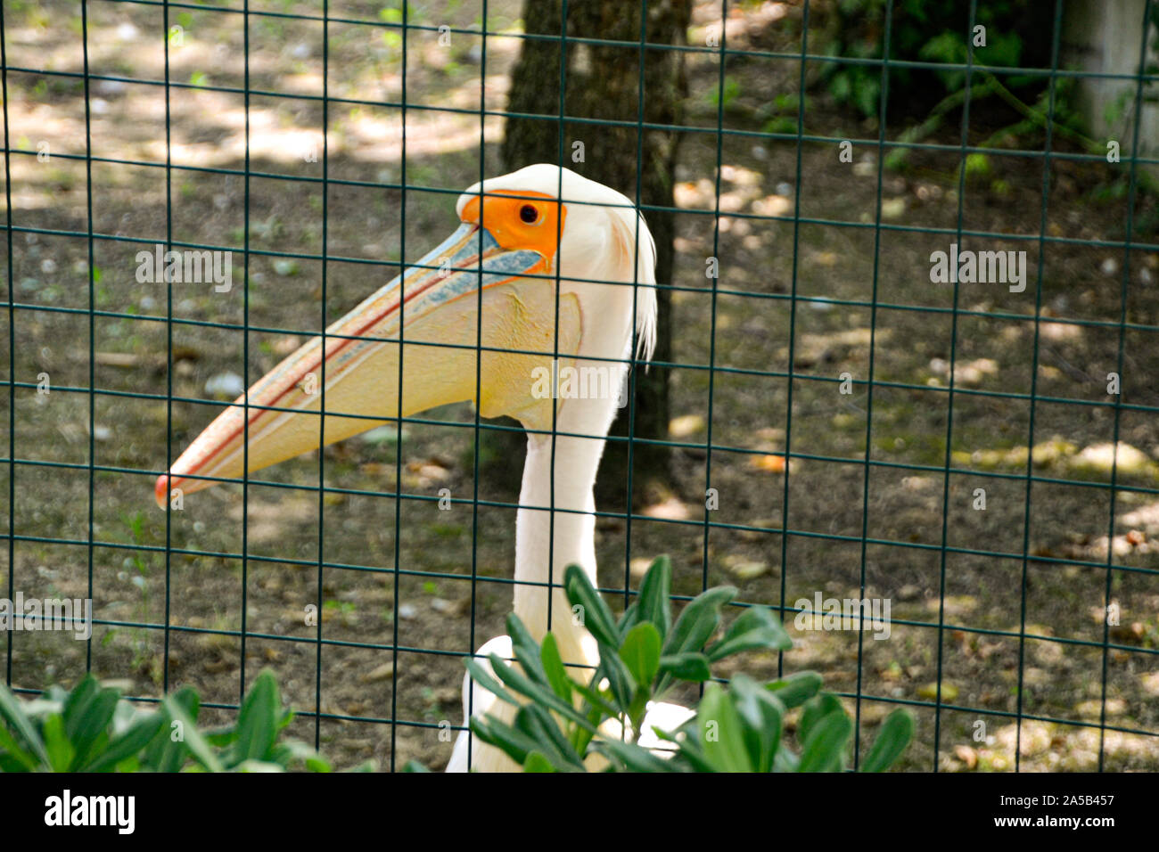 Pelikan/pelican im Zoo Punta Verde en Lignano (Italien) / Tierpark en Lignano / Sehenswürdigkeit en Lignano (Italien) Foto de stock
