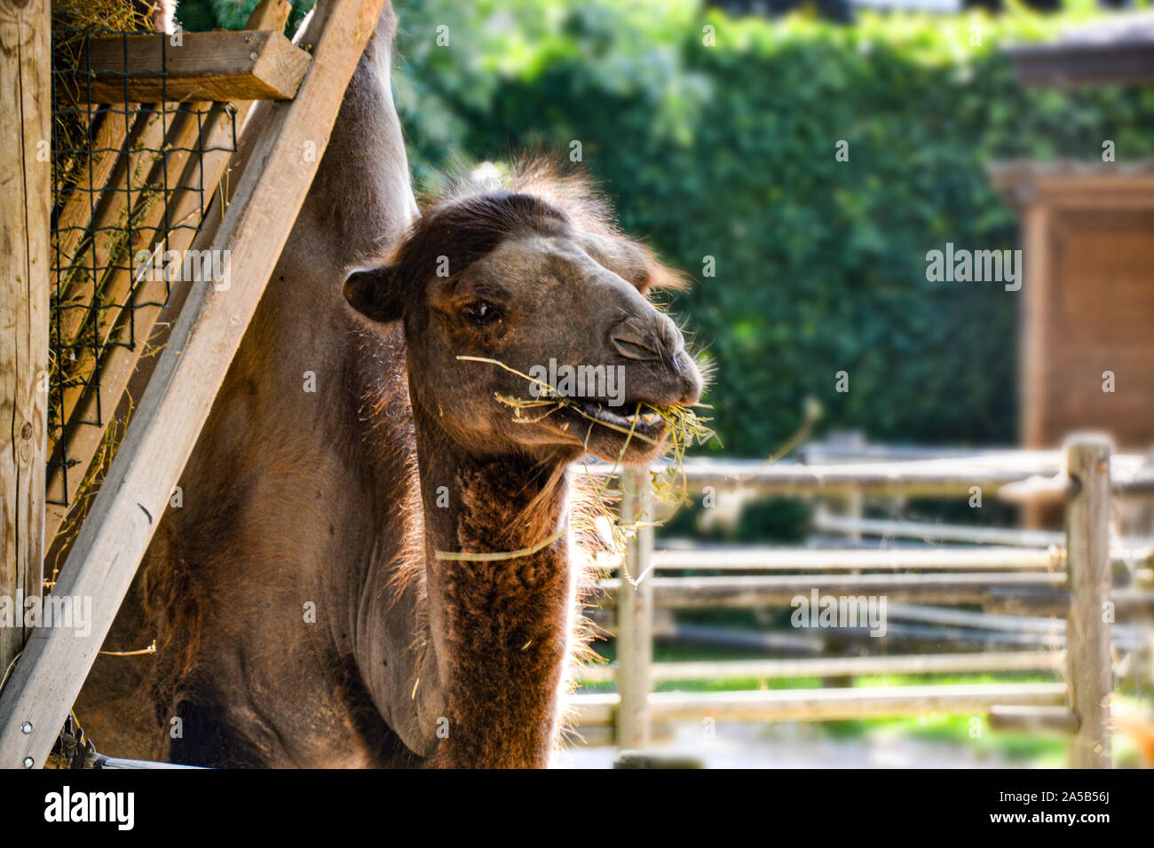 Kamel im Zoo Punta Verde en Lignano (Italien) / Tierpark en Lignano / Sehenswürdigkeit en Lignano (Italien) Foto de stock