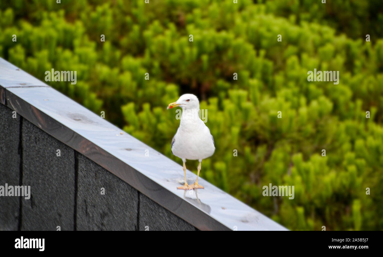 Möwe en Bibione auf einem Dach ( Italien) Foto de stock