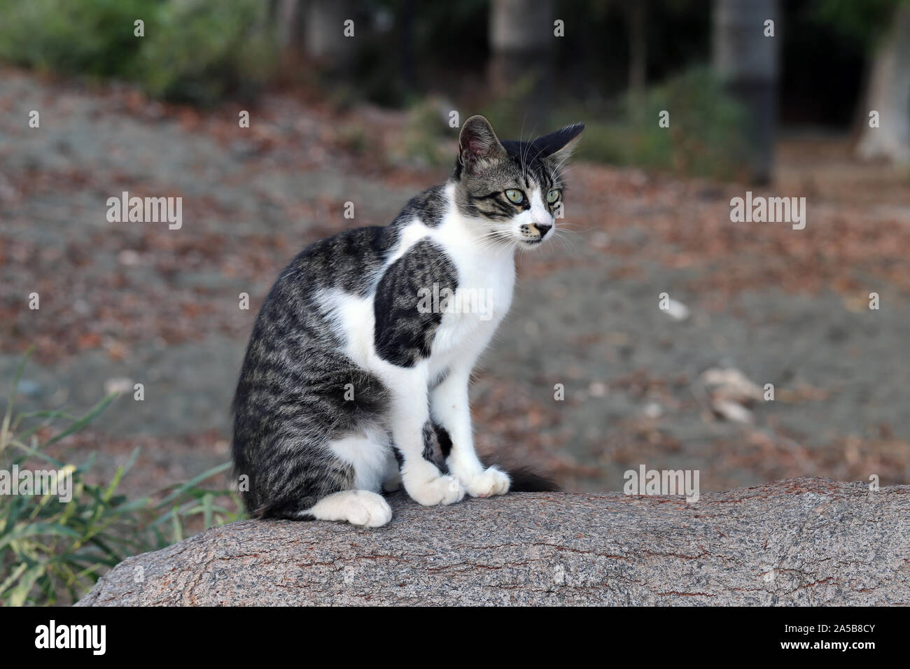 Lindo gato montés fotografiado en la isla de Chipre. Mullidas, peludo  animal. Este gato tiene un hermoso pelaje de rayas en blanco y gris que se  ve super suave Fotografía de stock -