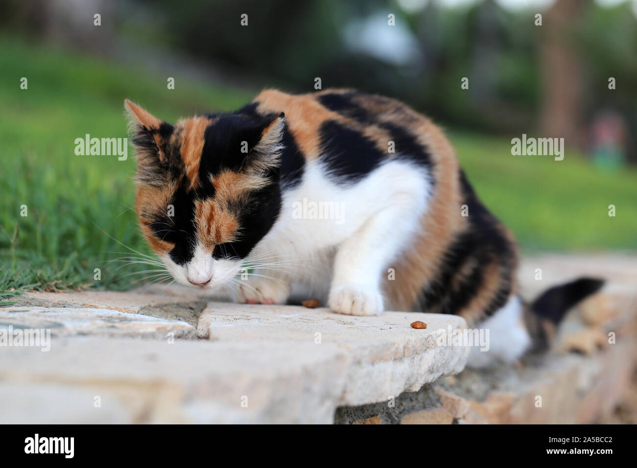 Lindo gato montés fotografiado en la isla de Chipre. Mullidas, peludo  animal. Este gato tiene un hermoso color negro, marrón y blanco de tonos de  piel suave. Gato de alerta Fotografía de