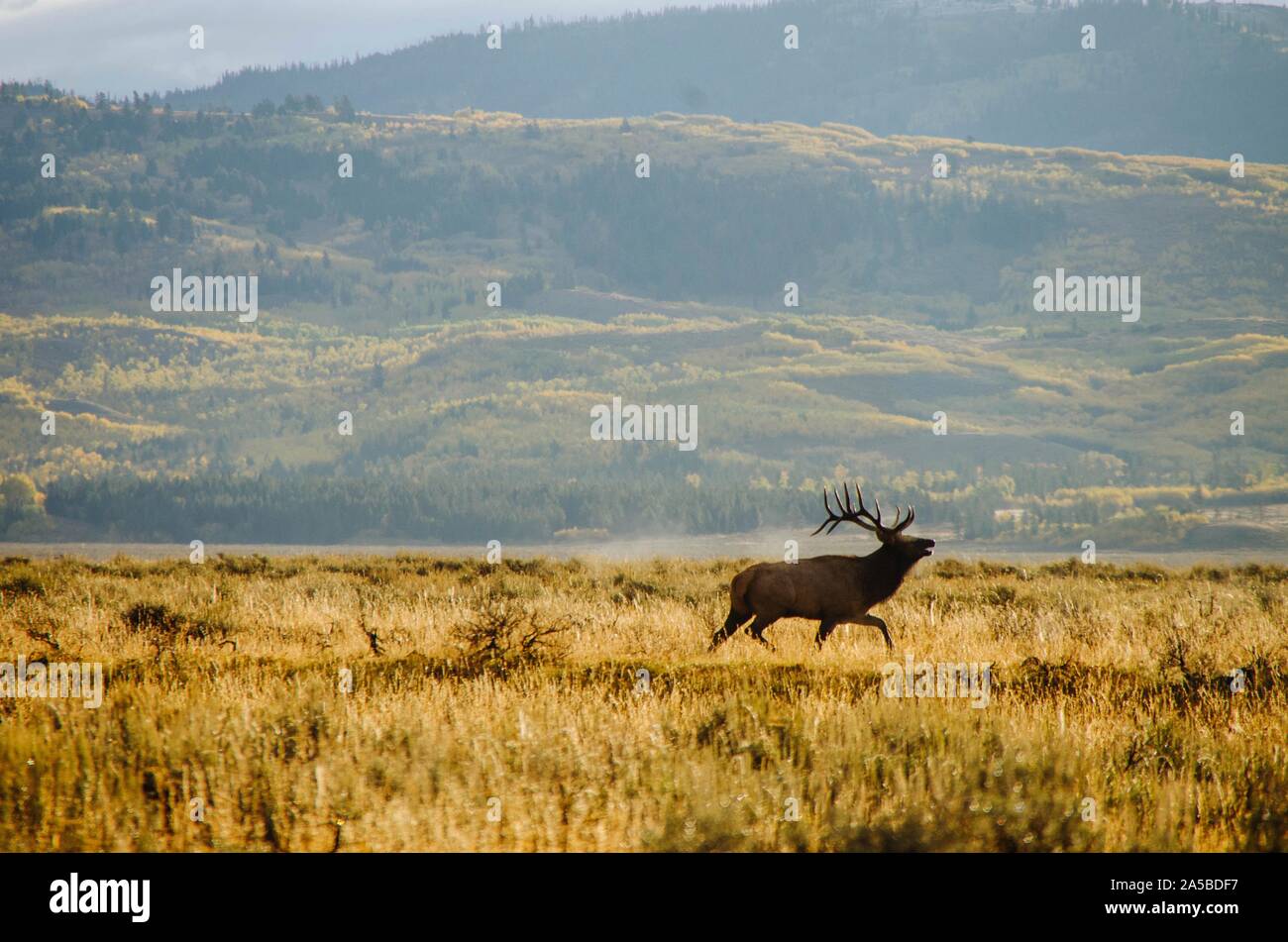 Un toro persigue Elk Elk vacas durante el otoño anual de rutina en el Parque Nacional Gran Tetón en alces, Wyoming. El Elk son parte de la manada elk Jackson, el rebaño más grande que existe en América del Norte. Foto de stock