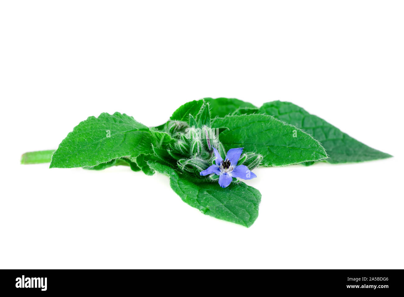 La borraja o borretsch hojas verdes y flor azul aislado en blanco. (Borago officinalis) Foto de stock