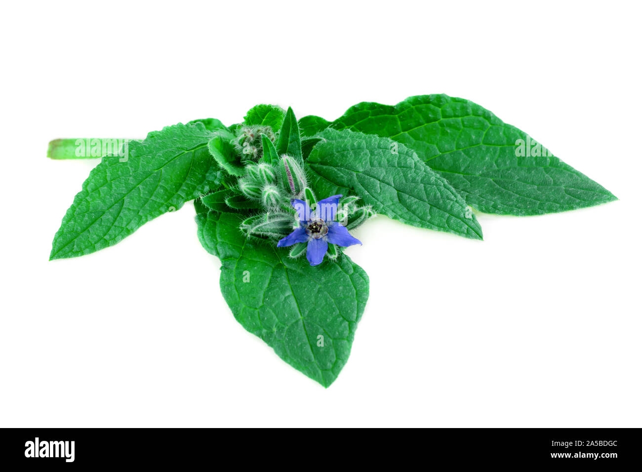 La borraja hojas verdes con flor azul en primer plano en blanco. (Borago officinalis) Foto de stock