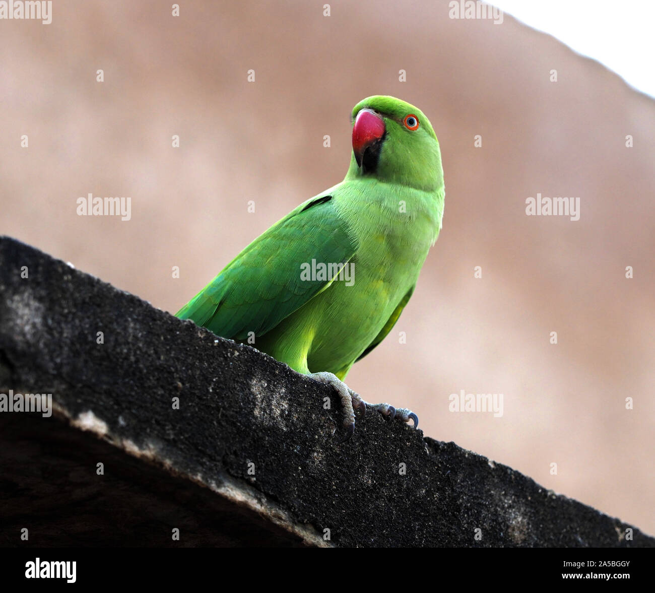 Anillo indio Necked Parrot (Psittacula krameri), India Foto de stock
