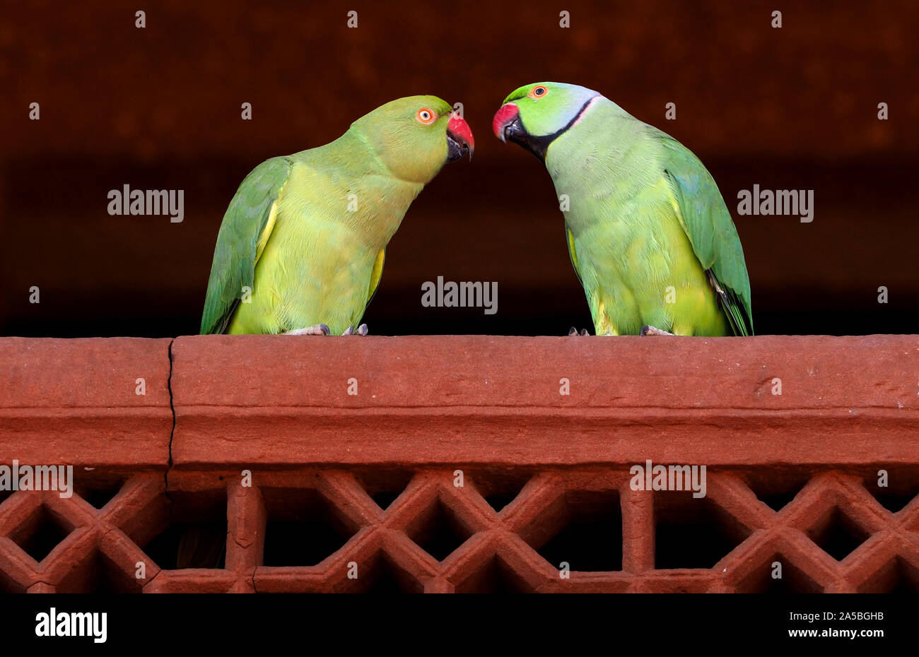 Anillo indio Necked loros (Psittacula krameri), India Foto de stock