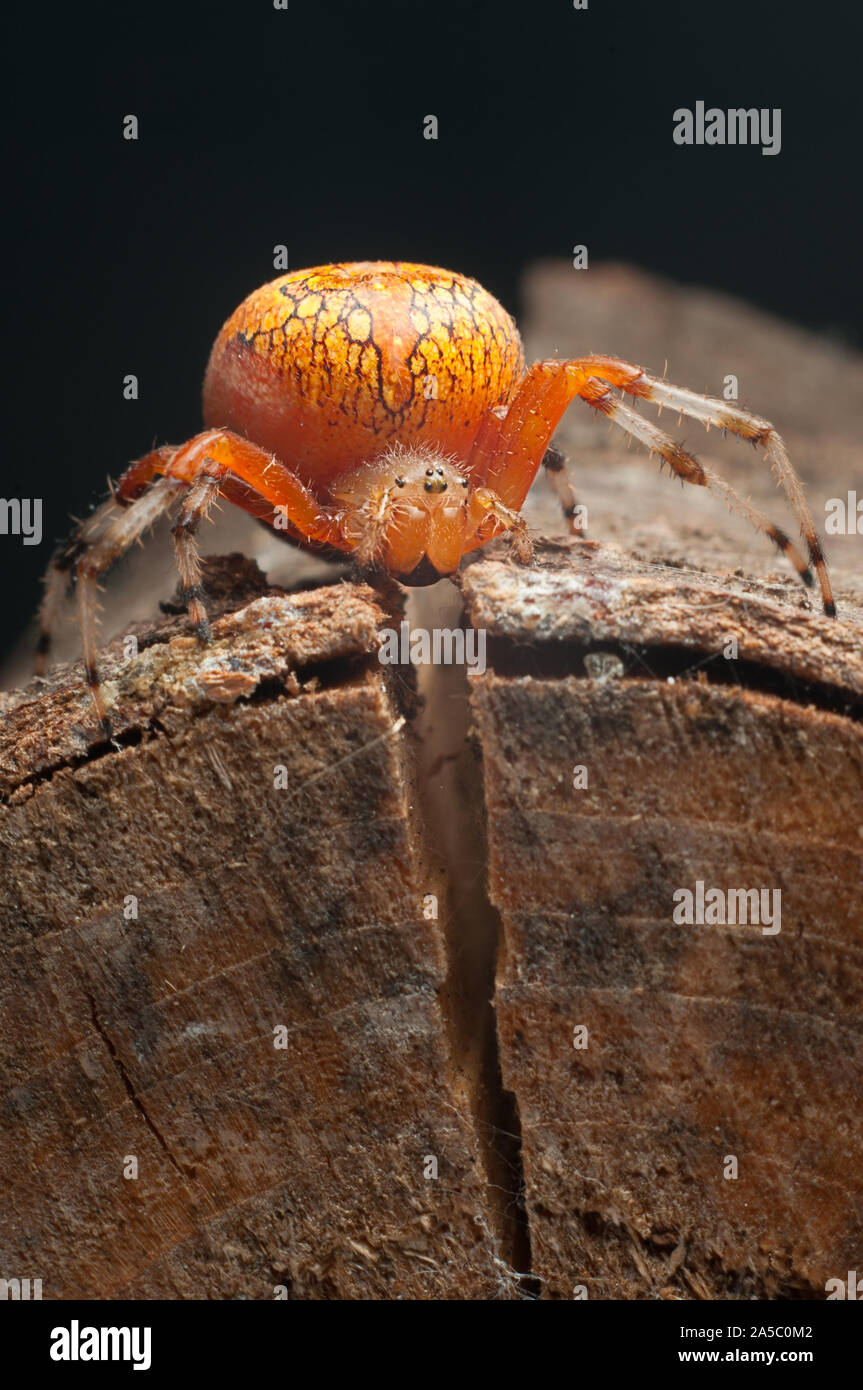 Un ORB de mármol Weaver, a veces llamado una calabaza araña, sobre un pequeño tronco. Foto de stock