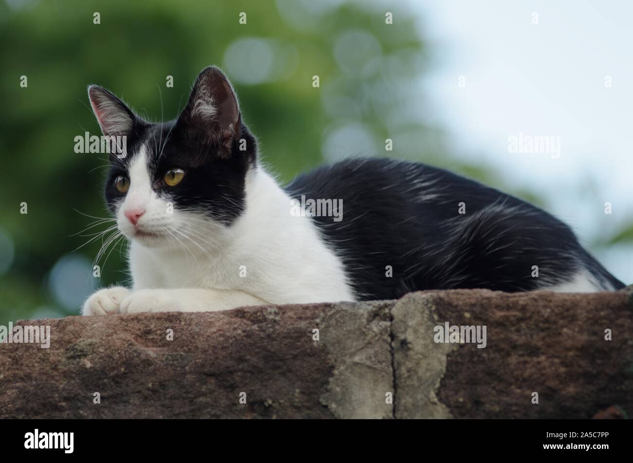Primer plano de un lindo gato de tuxedo blanco y negro sobre una piedra. Perfecto para un papel pintado lindo. Foto de stock