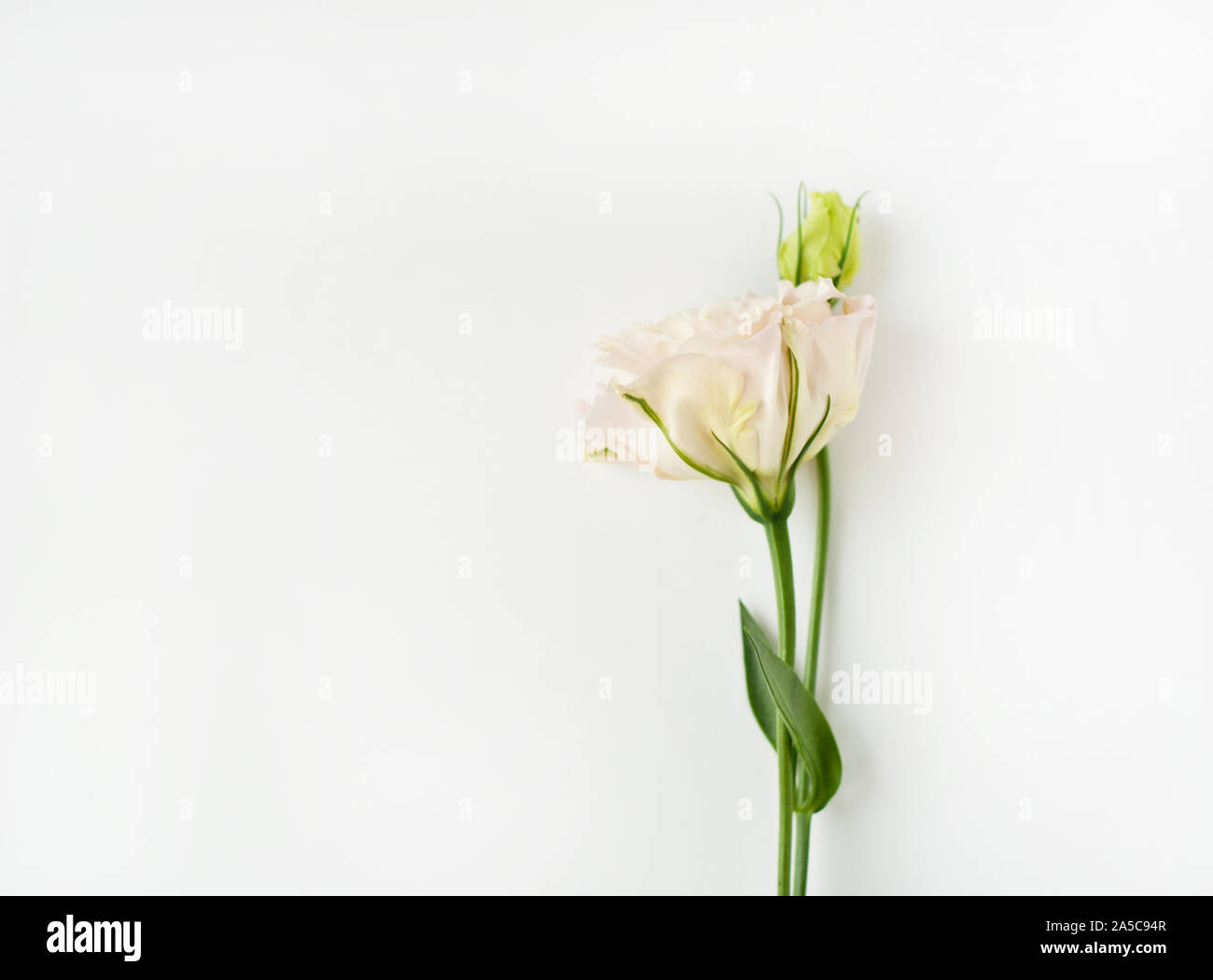 Flor de lisianthus blanco fotografías e imágenes de alta resolución - Alamy