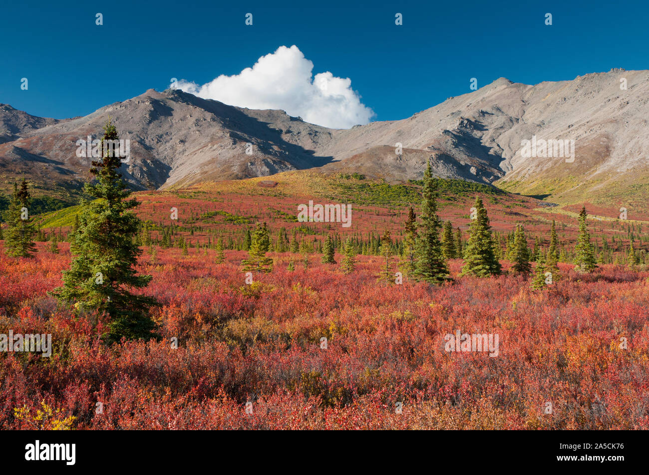América del Norte; Estados Unidos; Alaska; Alaska Range Mountains; el Parque Nacional Denali; colores de otoño; enano de abedul. Foto de stock