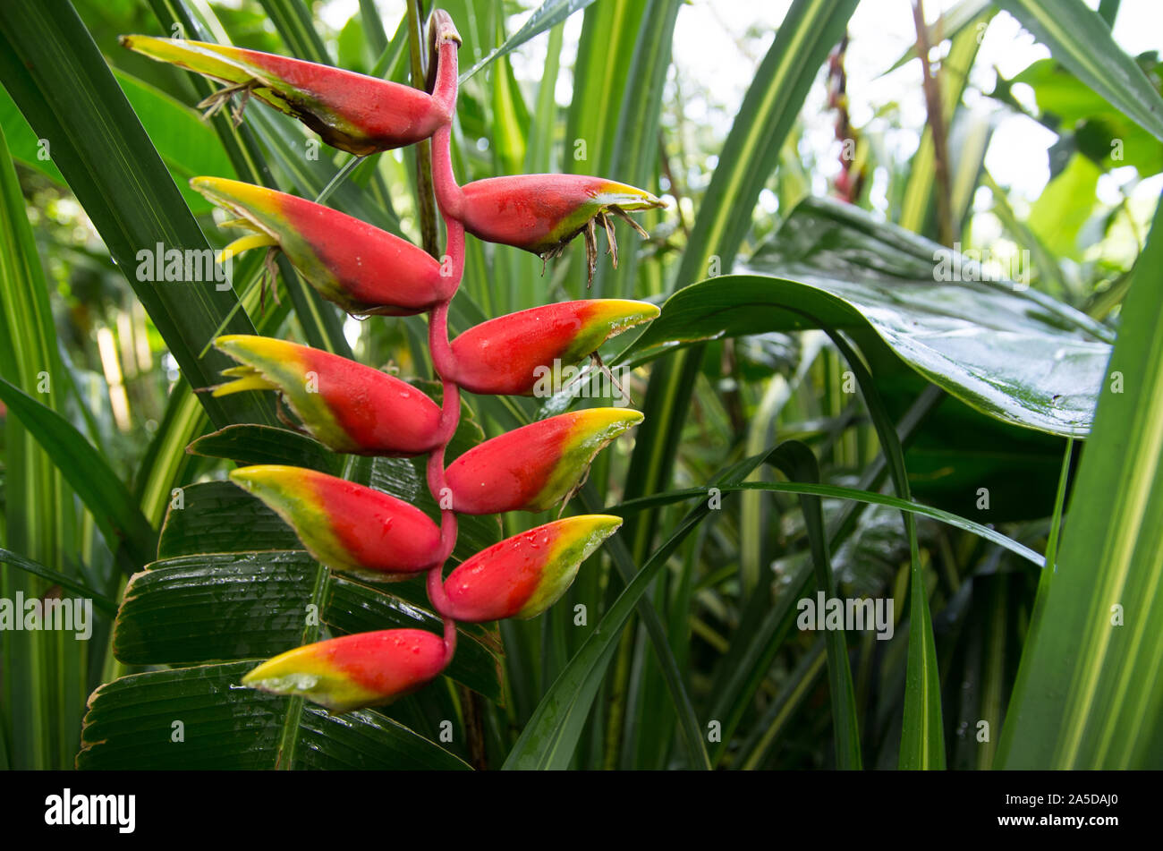 Heliconia pico loro flor roja flor roja del Caribe Guadalupe planta verde  Fotografía de stock - Alamy