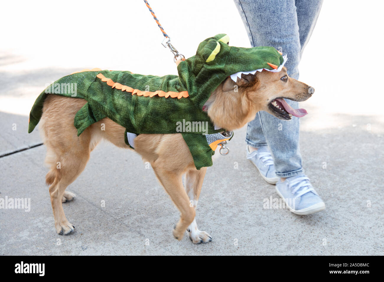 Dallas, EE.UU. 19 Oct, 2019. Un perro viste un traje del cocodrilo durante un perro festival en Richardson, un suburbio de la ciudad de Dallas, Texas, Estados Unidos, 19 de octubre, 2019. El perro festival celebrado en Richardson el sábado atrajo a muchos de los ciudadanos locales para vestir a sus perros hasta asistir al concurso de disfraces de perro. Crédito: Tian Dan/Xinhua/Alamy Live News Foto de stock