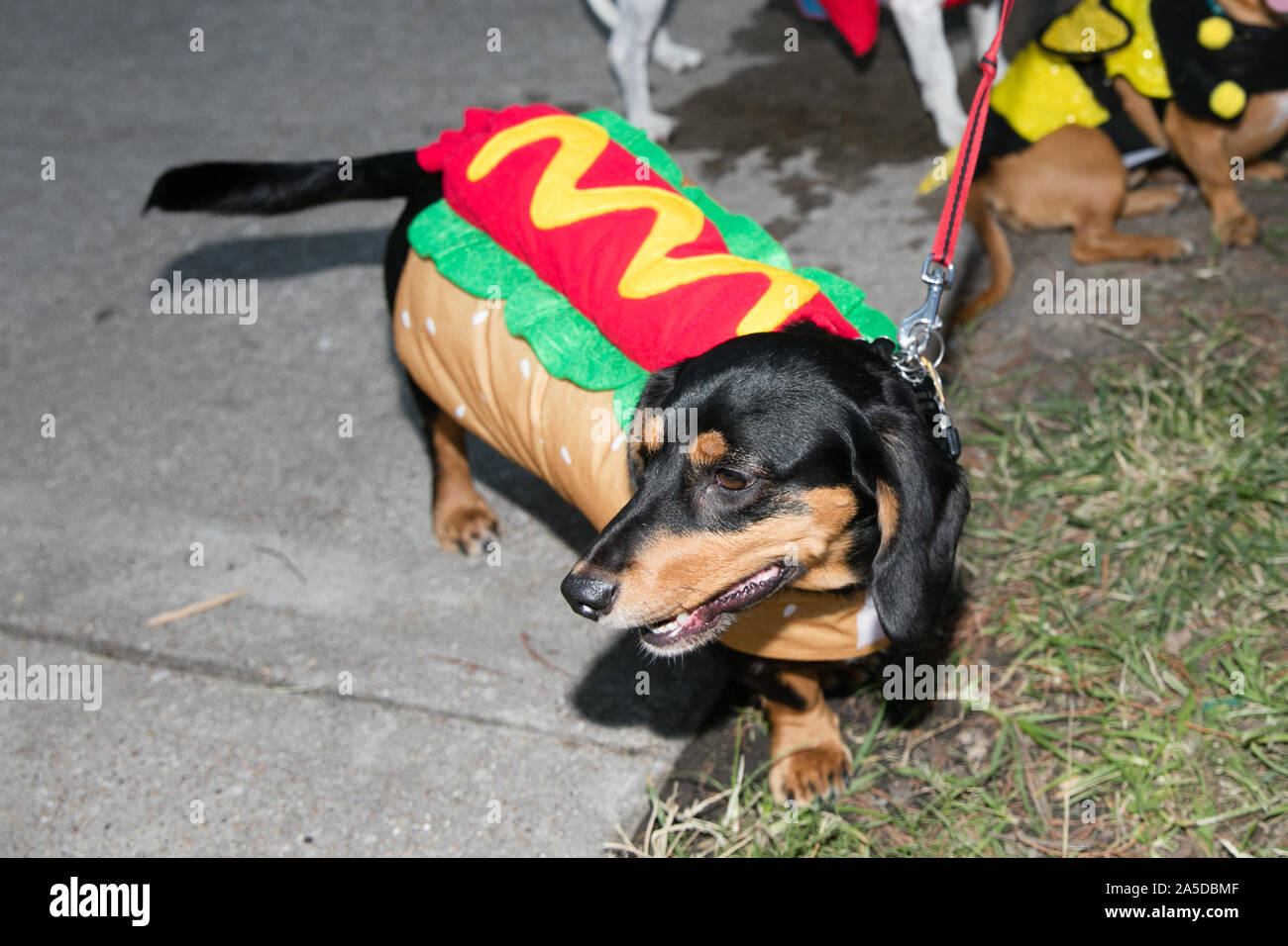 Dallas, EE.UU. 19 Oct, 2019. Un perro que viste un traje de perros calientes durante un perro festival en Richardson, un suburbio de la ciudad de Dallas, Texas, Estados Unidos, 19 de octubre, 2019. El perro festival celebrado en Richardson el sábado atrajo a muchos de los ciudadanos locales para vestir a sus perros hasta asistir al concurso de disfraces de perro. Crédito: Tian Dan/Xinhua/Alamy Live News Foto de stock