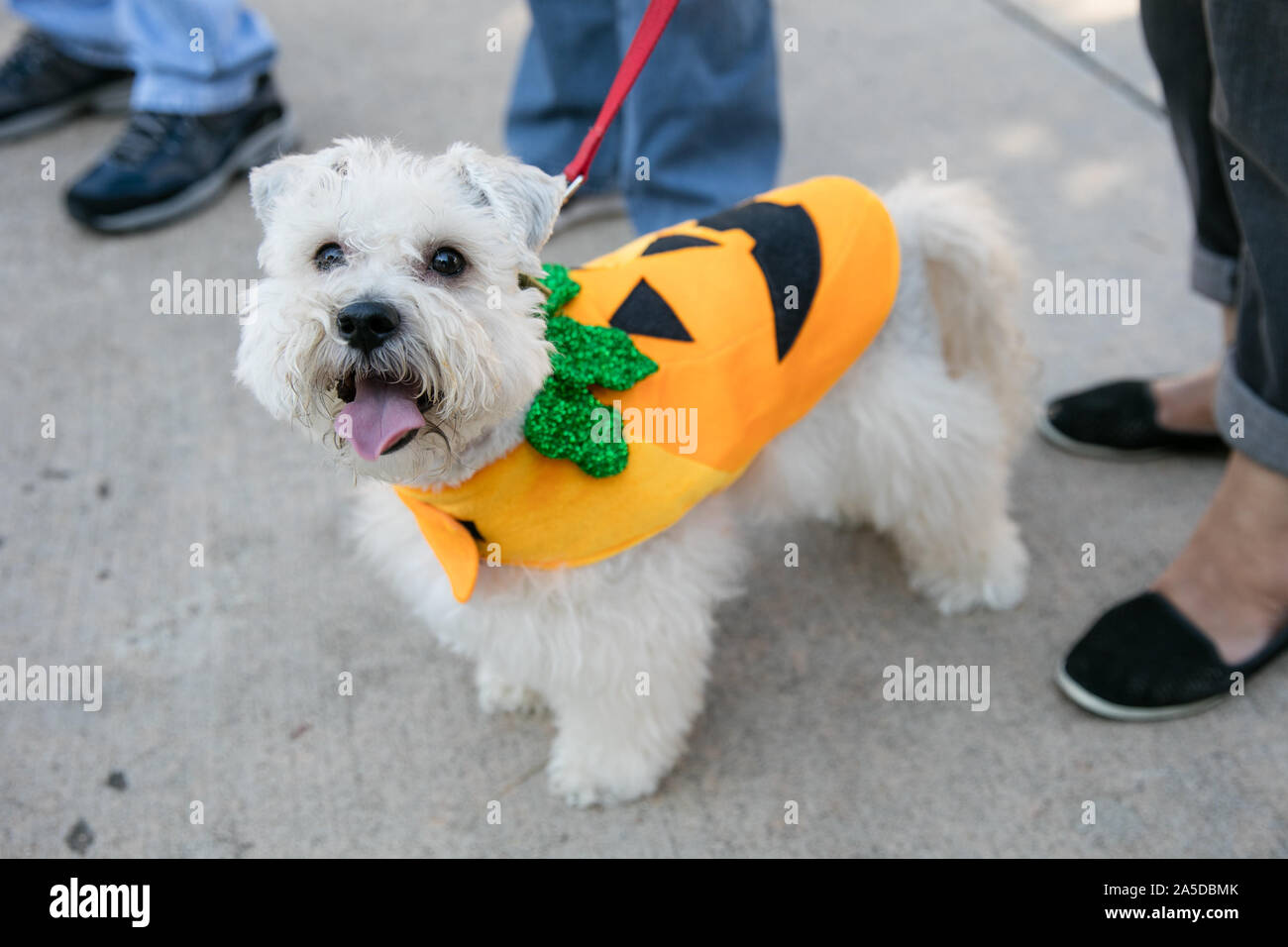 Dallas, EE.UU. 19 Oct, 2019. Un perro que viste un traje de Holloween durante un perro festival en Richardson, un suburbio de la ciudad de Dallas, Texas, Estados Unidos, 19 de octubre, 2019. El perro festival celebrado en Richardson el sábado atrajo a muchos de los ciudadanos locales para vestir a sus perros hasta asistir al concurso de disfraces de perro. Crédito: Tian Dan/Xinhua/Alamy Live News Foto de stock