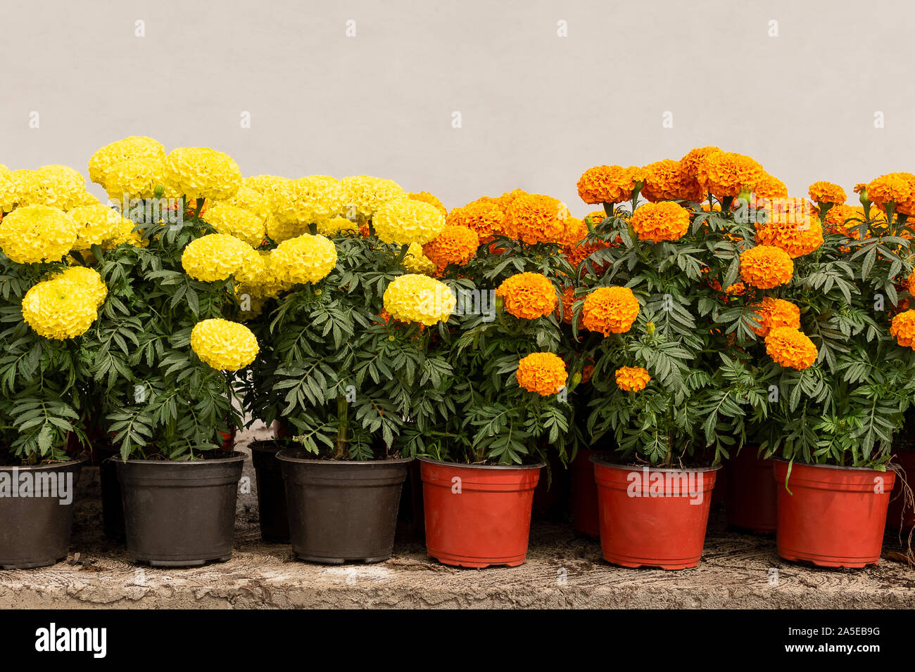Muchos Día de Muertos flor amarilla naranja hojas verde fondo borroso de  cerca Fotografía de stock - Alamy