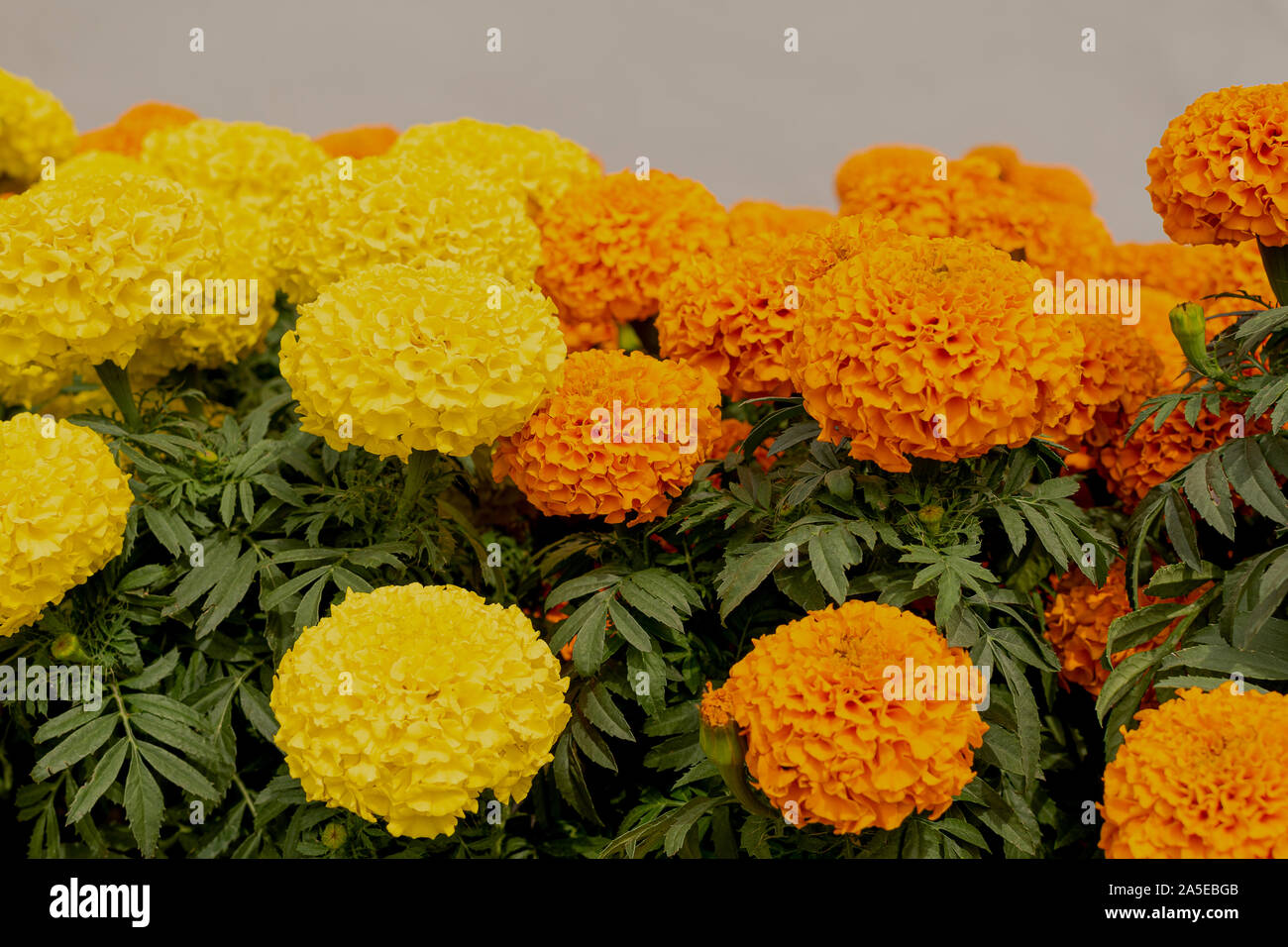 Muchos Día de Muertos flor amarilla naranja hojas verde fondo borroso de  cerca Fotografía de stock - Alamy