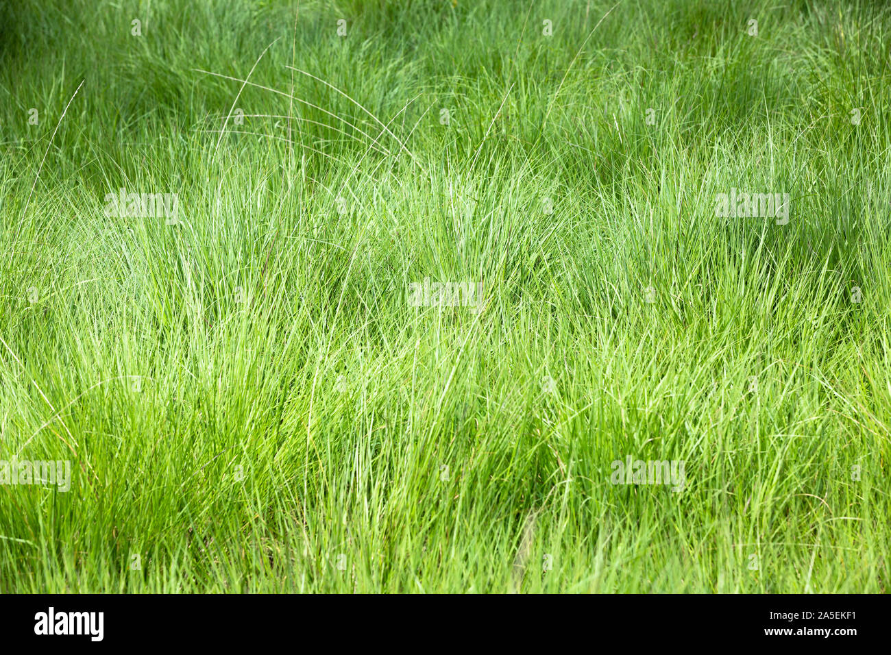 Hoja de hierba en el páramo Foto de stock