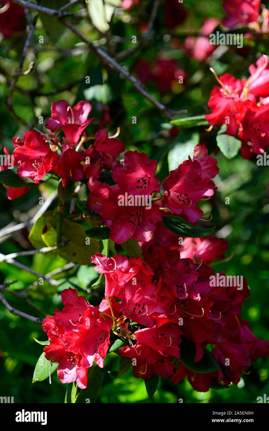 Rojo rhodendron,rododendros,primavera,flor,flores,flores florales,RM Foto de stock