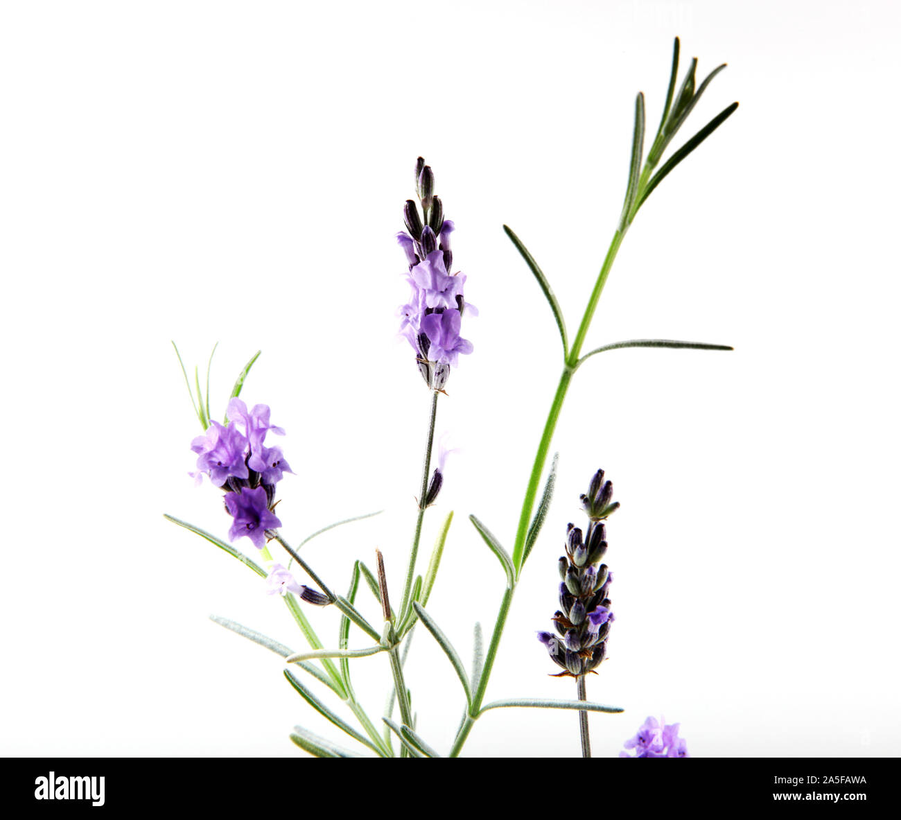 Primer plano de la flor de lavanda contra el fondo blanco. Foto de stock