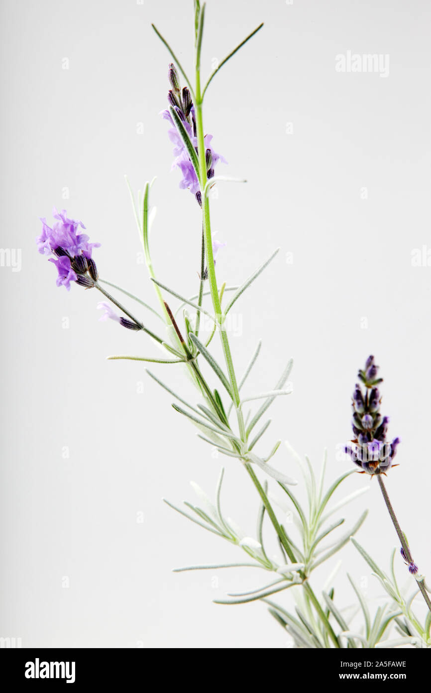 Primer plano de la flor de lavanda contra el fondo blanco. Foto de stock