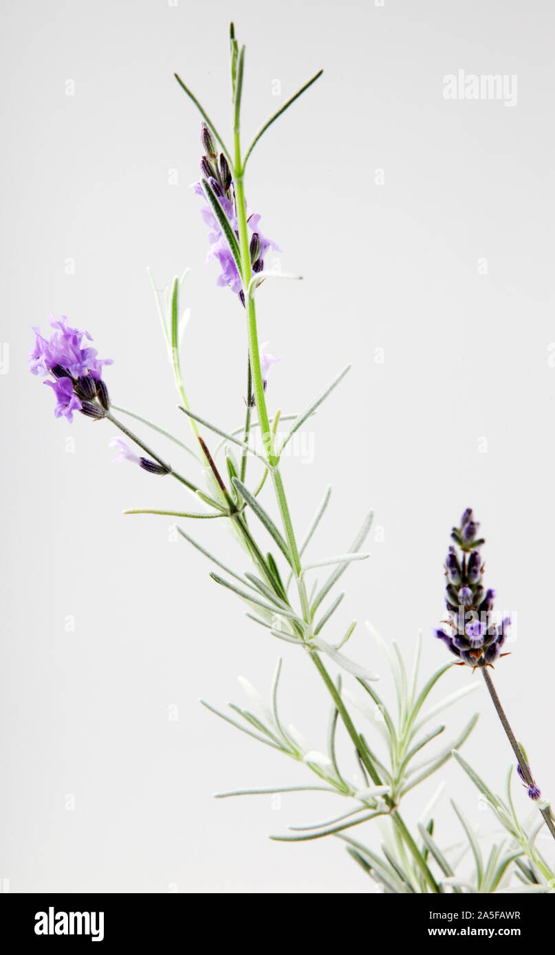 Primer plano de la flor de lavanda contra el fondo blanco. Foto de stock