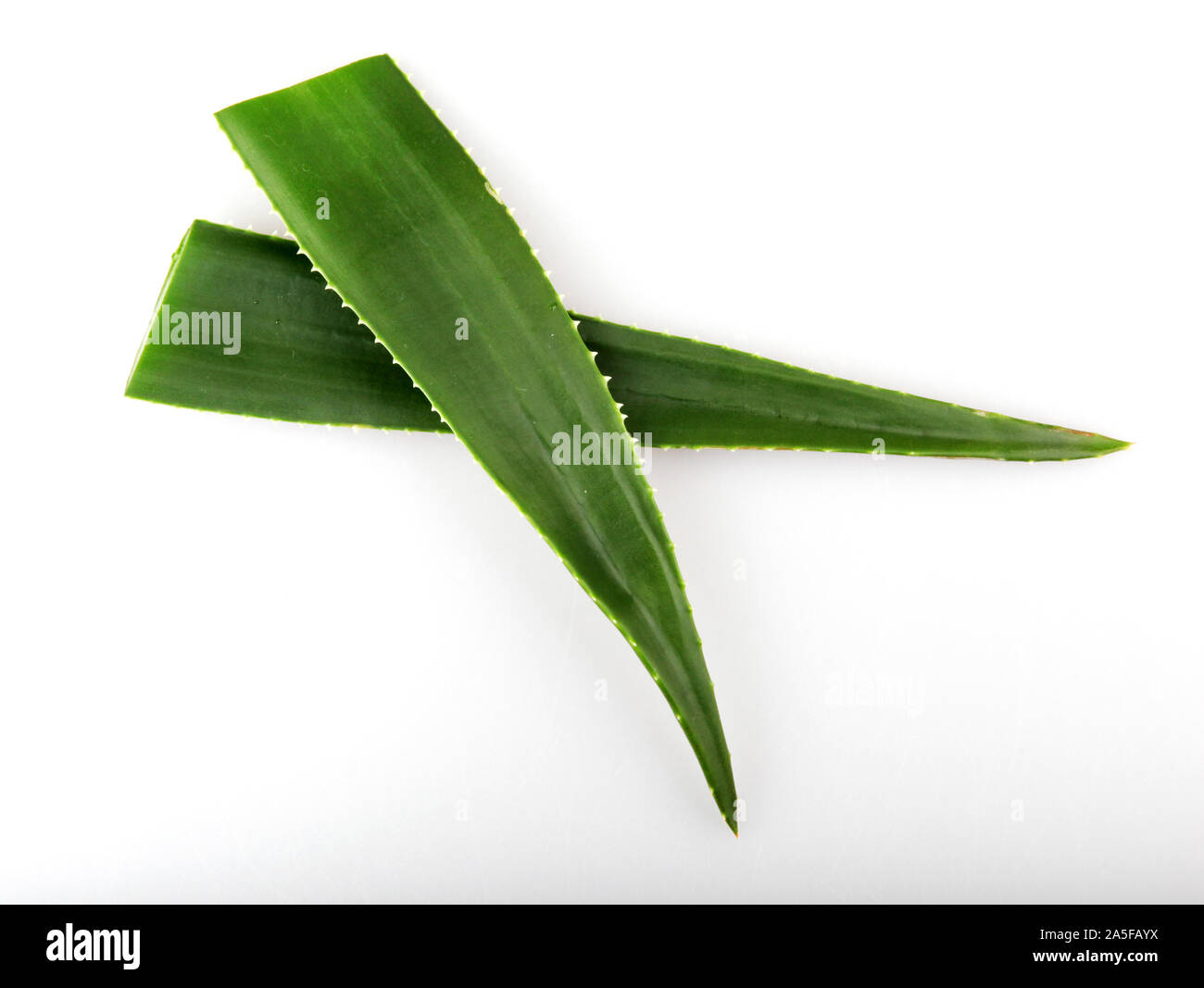 Aloe Vera sobre fondo blanco. Foto de stock