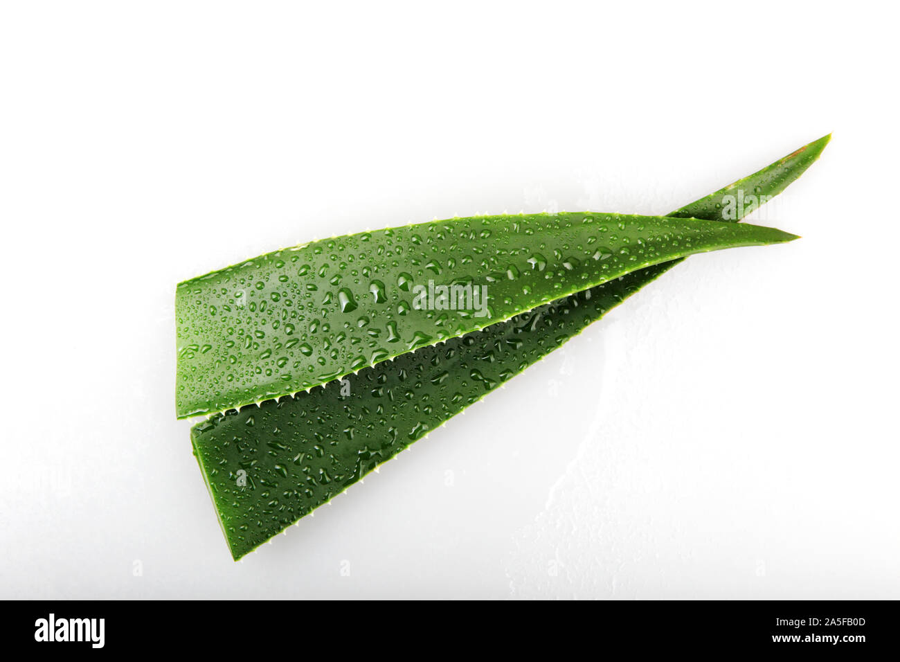 Aloe Vera sobre fondo blanco. Foto de stock