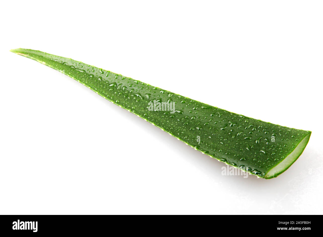 Aloe Vera sobre fondo blanco. Foto de stock