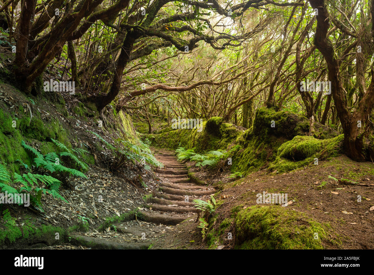 La ruta del bosque encantado Parque de Anaga, Tenerife, isla Foto de stock
